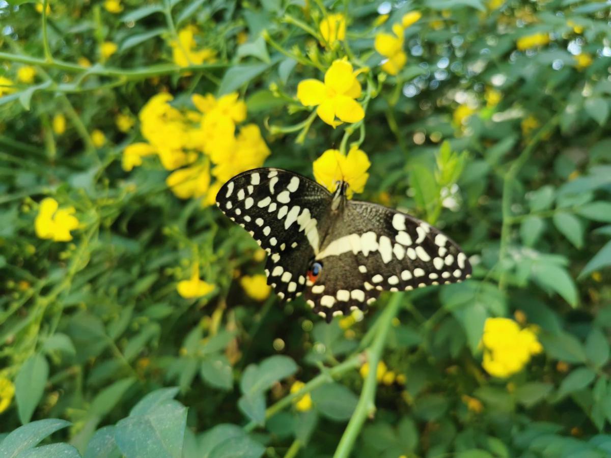 The Yellow Butterfly Vereeniging Bagian luar foto